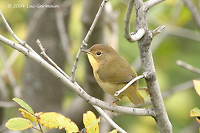 Photo - Common Yellowthroat