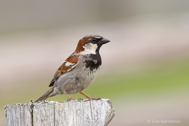 Photo - Moineau domestique