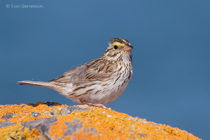 Photo - Bruant des prés