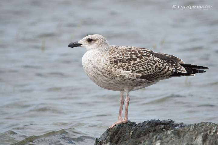 Photo - Great Black-backed Gull