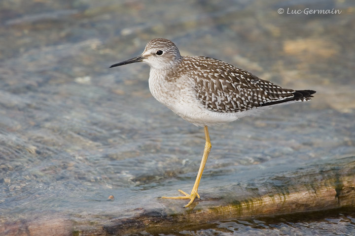 Photo - Lesser Yellowlegs