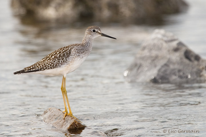 Photo - Lesser Yellowlegs