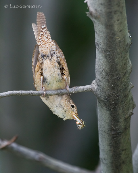 Photo - Troglodyte familier