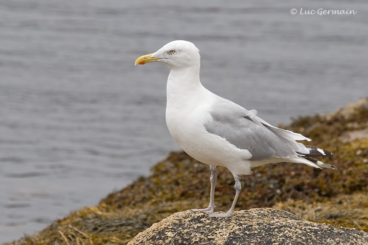 Photo - Goéland argenté