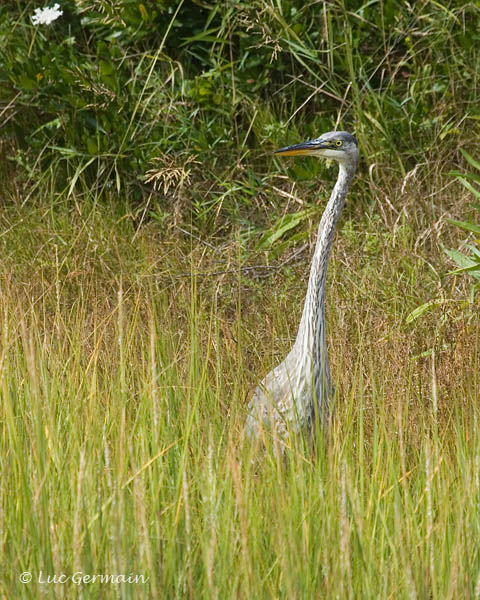 Photo - Great Blue Heron