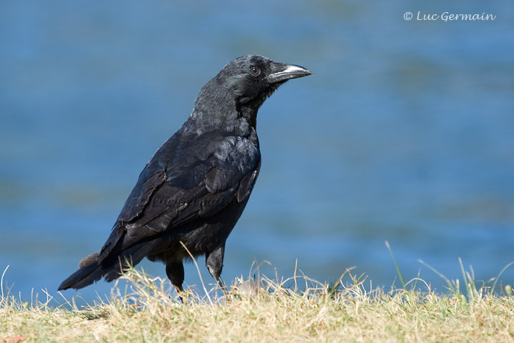 Photo - American Crow