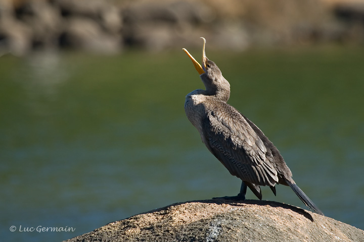 Photo - Cormoran à aigrettes