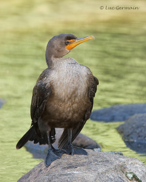 Photo - Cormoran à aigrettes