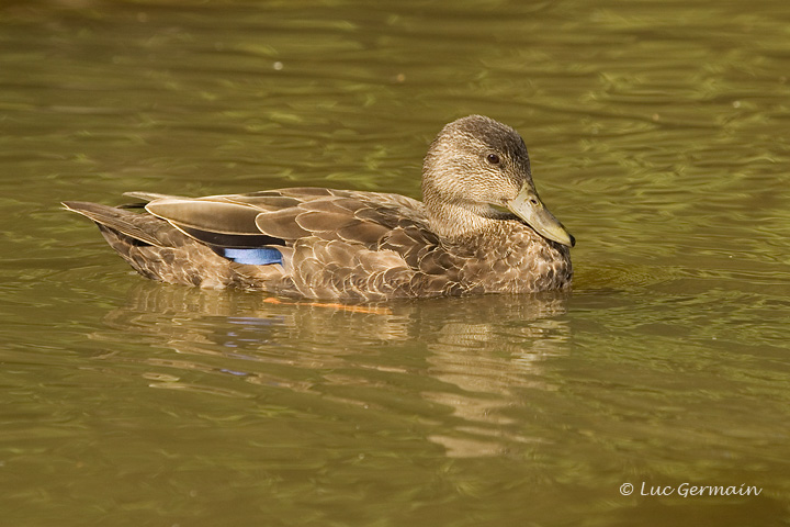 Photo - Canard noir