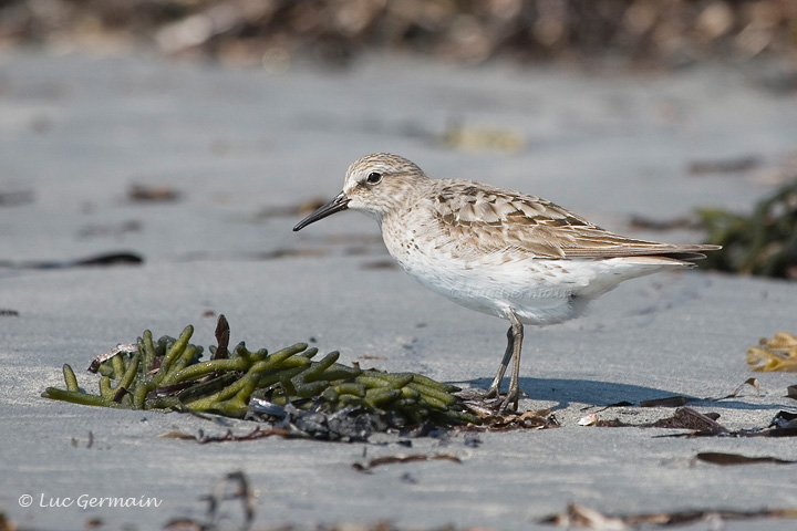 Photo - White-rumped Sandpiper