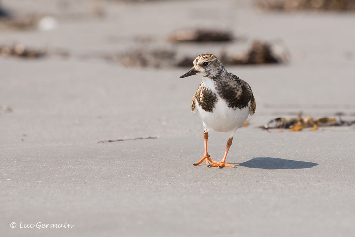 Photo - Ruddy Turnstone