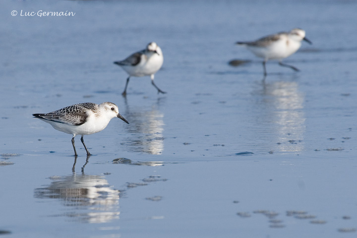 Photo - Bécasseau sanderling