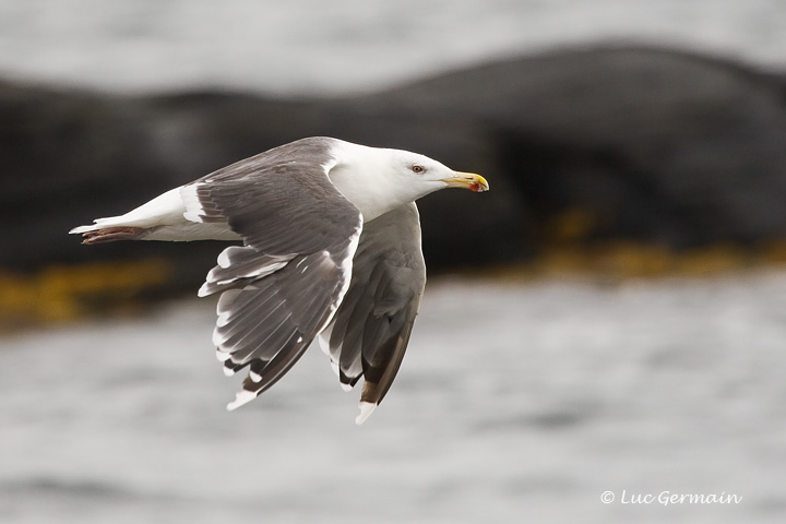 Photo - Great Black-backed Gull