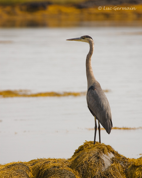 Photo - Great Blue Heron