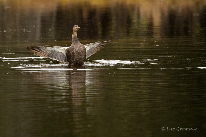 Photo - American Black Duck