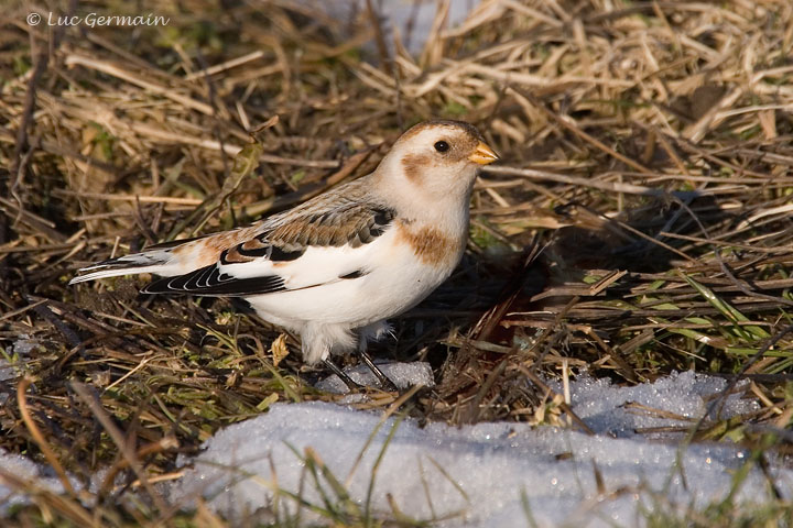 Photo - Plectrophane des neiges