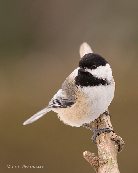 Photo - Mésange à tête noire