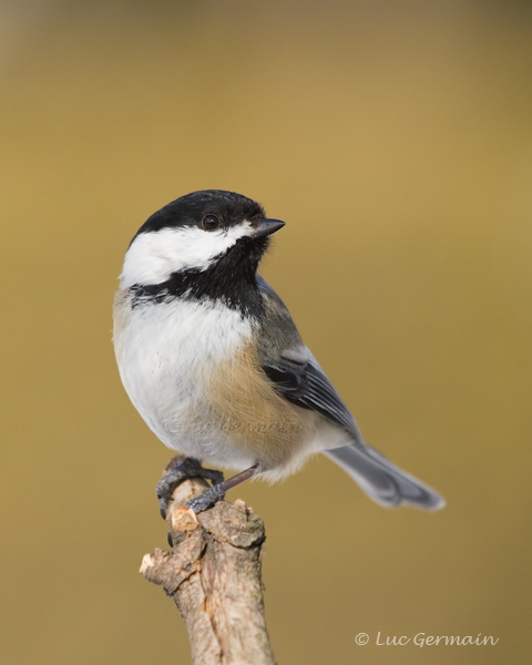 Photo - Mésange à tête noire