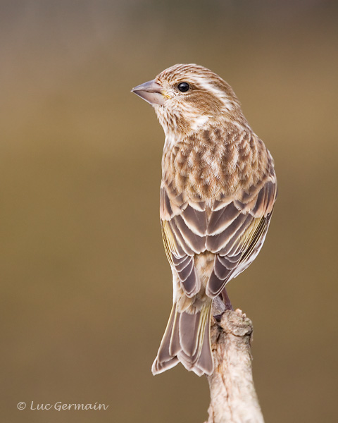 Photo - Purple Finch