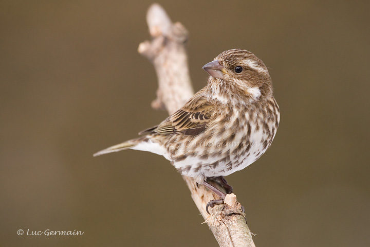 Photo - Purple Finch