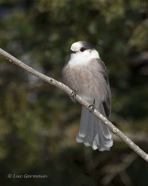 Photo - Gray Jay