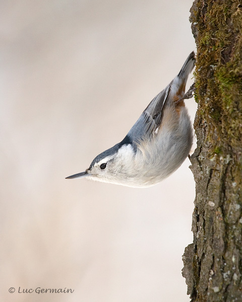 Photo - White-breasted Nuthatch