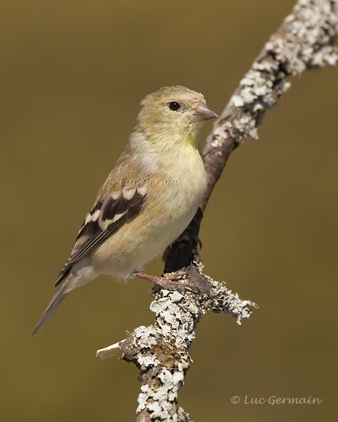 Photo - American Goldfinch