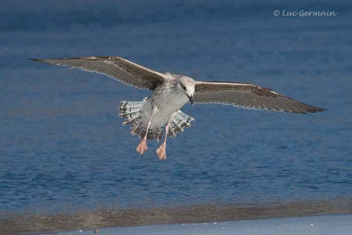 Photo - Great Black-backed Gull