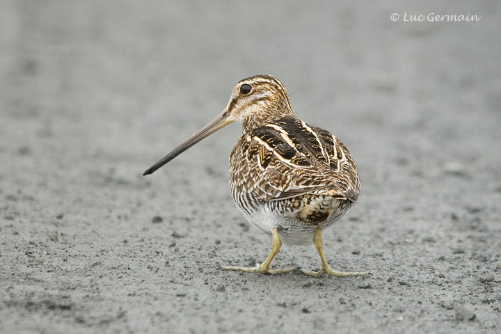 Photo - Wilson's Snipe