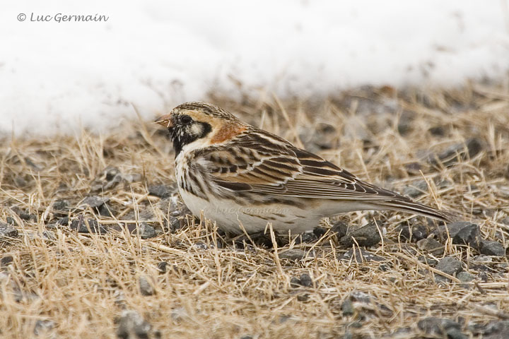 Photo - Lapland Longspur