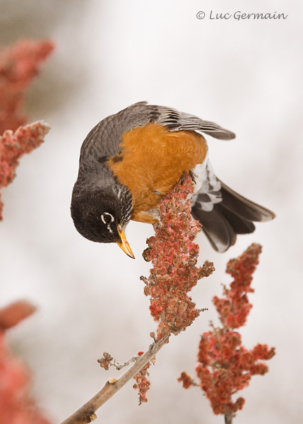 Photo - American Robin