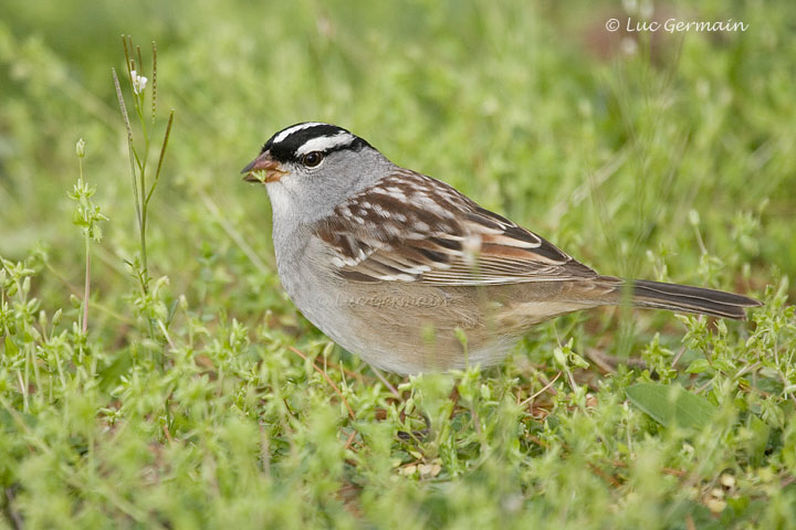 Photo - Bruant à couronne blanche