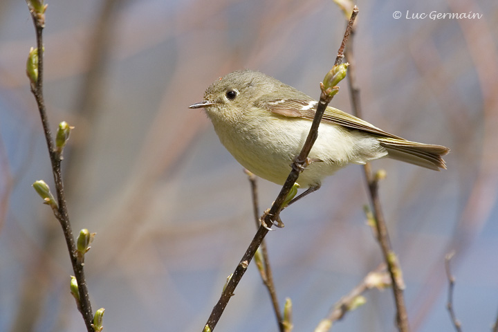 Photo - Ruby-crowned Kinglet