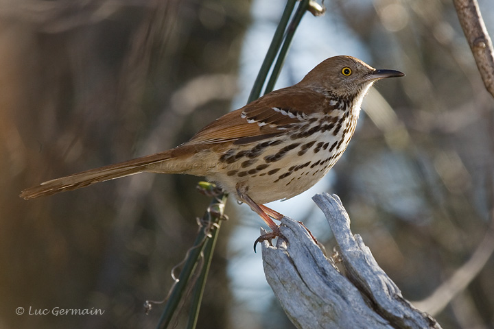 Photo - Moqueur roux