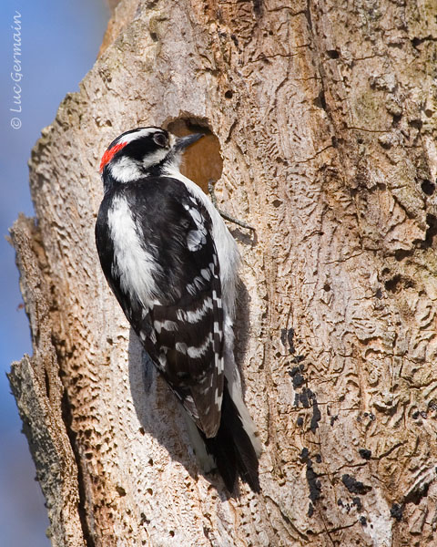 Photo - Downy Woodpecker