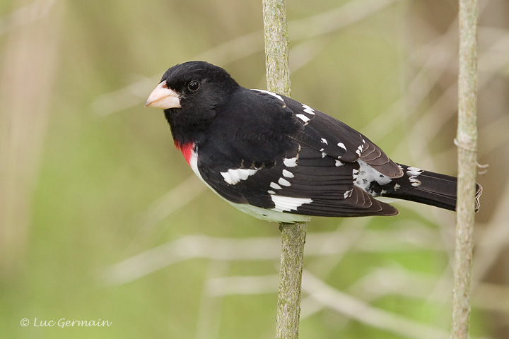 Photo - Rose-breasted Grosbeak