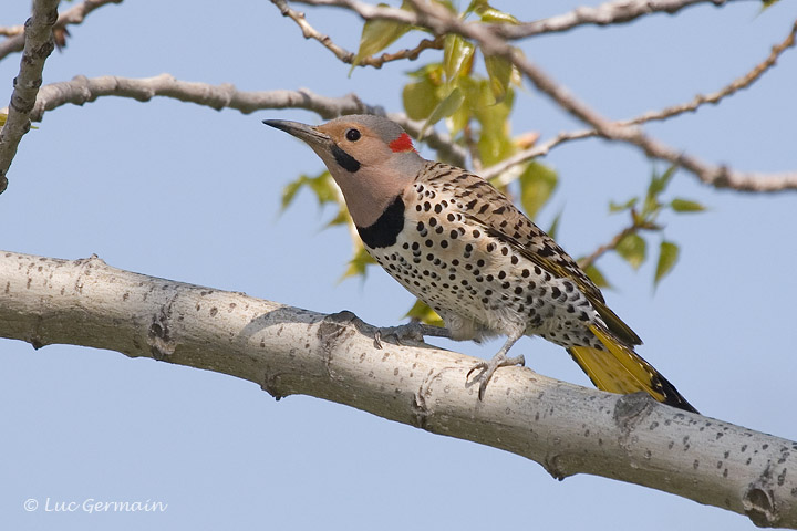 Photo - Northern Flicker