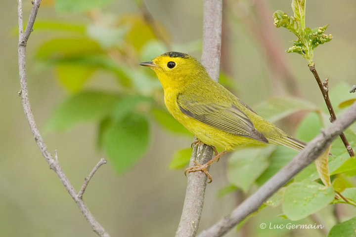 Photo - Wilson's Warbler