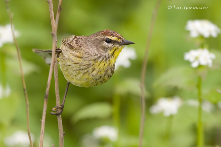 Photo - Palm Warbler