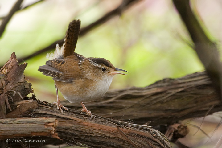 Photo - Marsh Wren