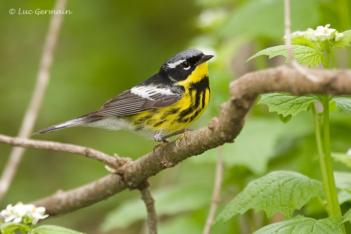 Photo - Magnolia Warbler