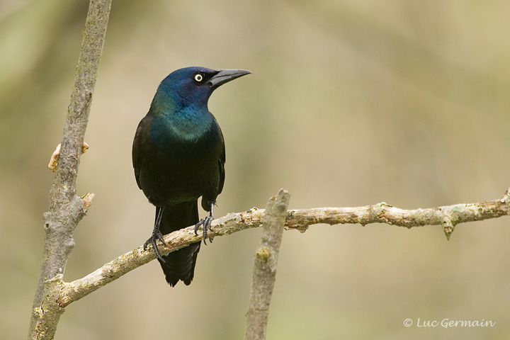 Photo - Common Grackle