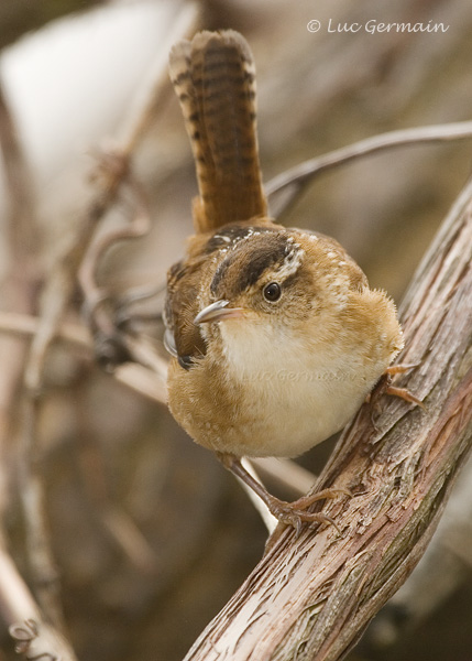 Photo - Marsh Wren