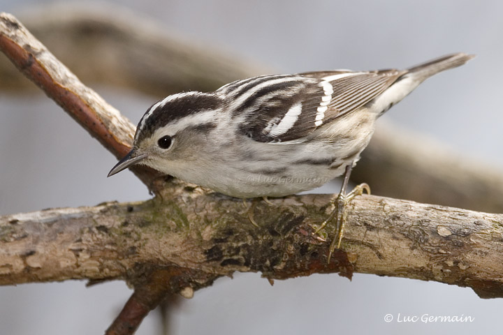 Photo - Black-and-white Warbler