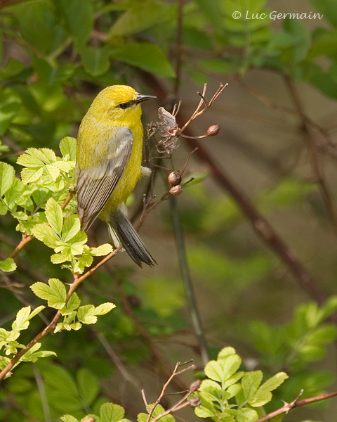 Photo - Blue-winged Warbler