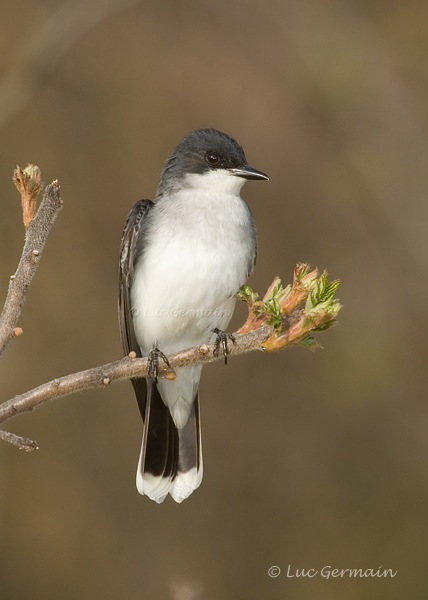 Photo - Eastern Kingbird