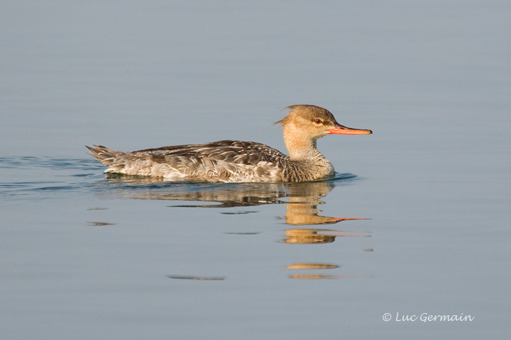 Photo - Red-breasted Merganser