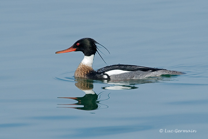 Photo - Red-breasted Merganser