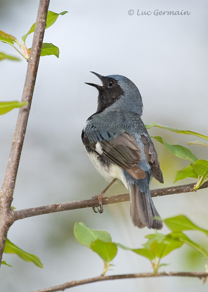 Photo - Black-throated Blue Warbler