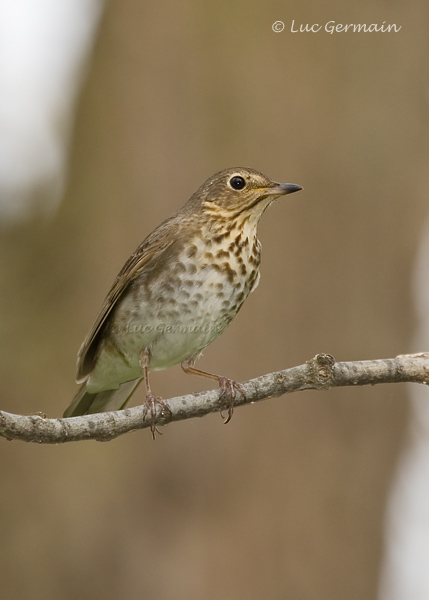 Photo - Swainson's Thrush